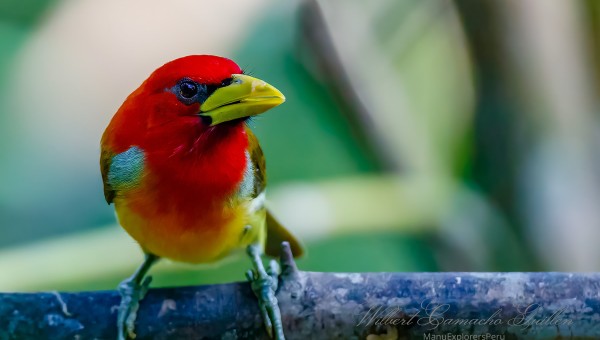 Colorfull Birds of Peru