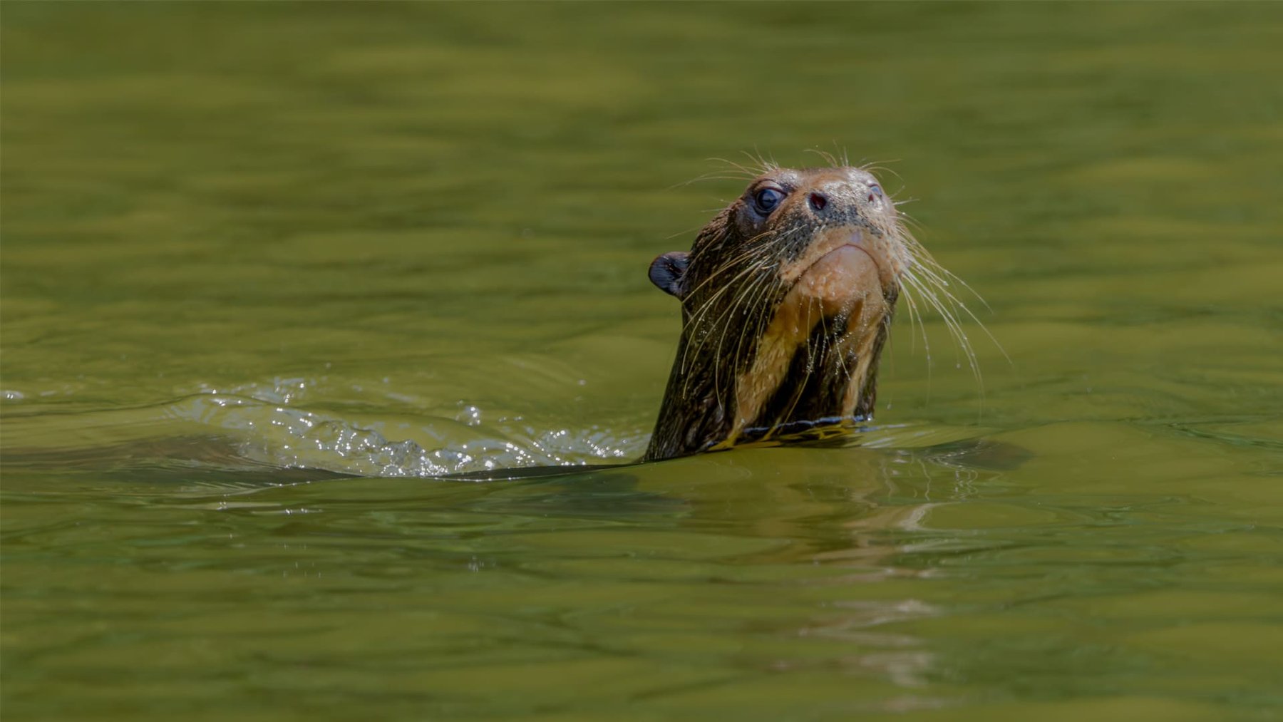Giant Otter