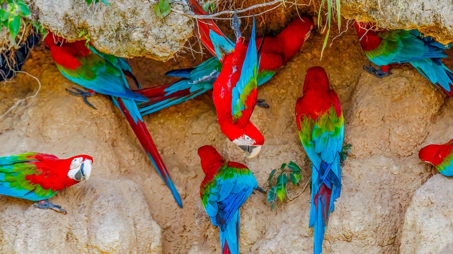 Macaw Clay Lick