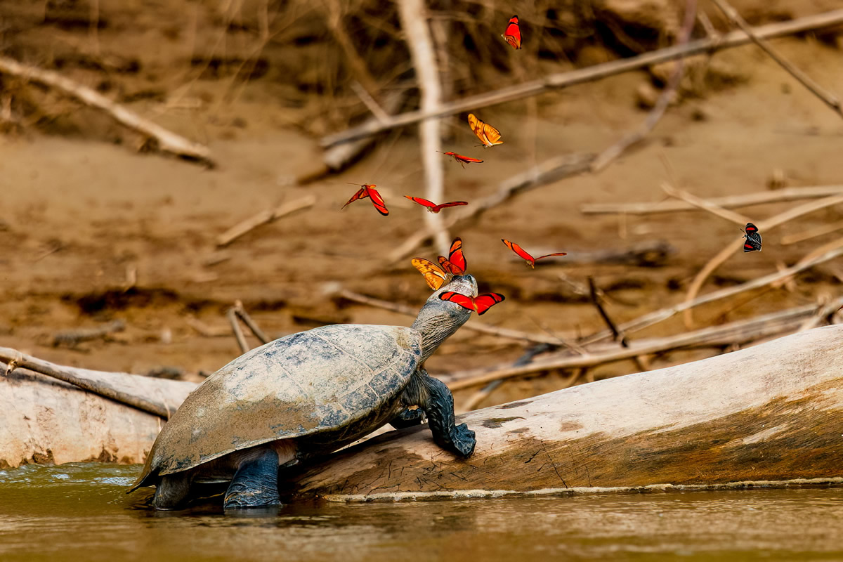 Reptiles and  Amphibians of Peru