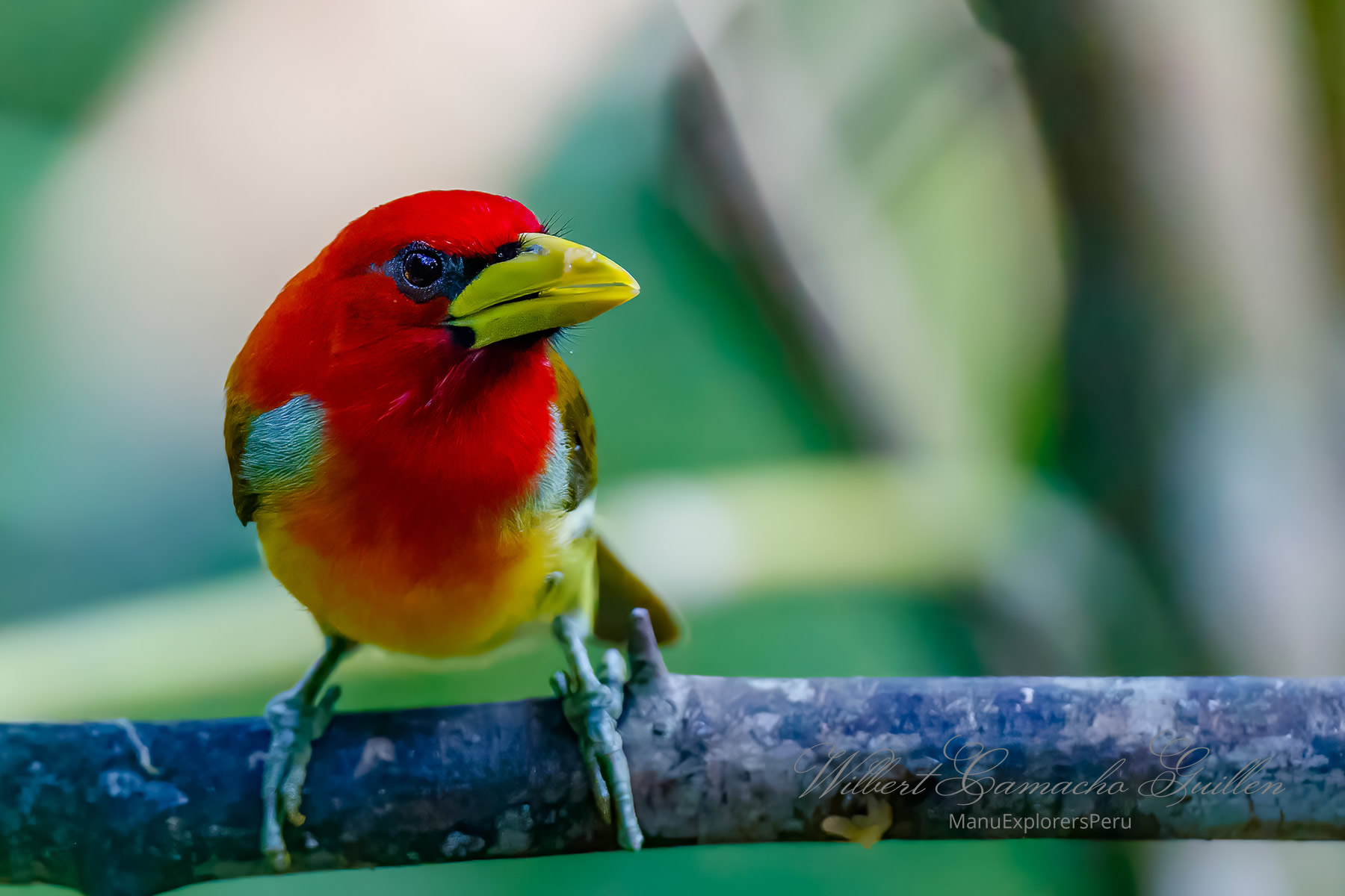 Colorfull Birds of Peru