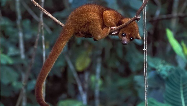 Parque Nacional del Manu: Sonidos de Mamíferos