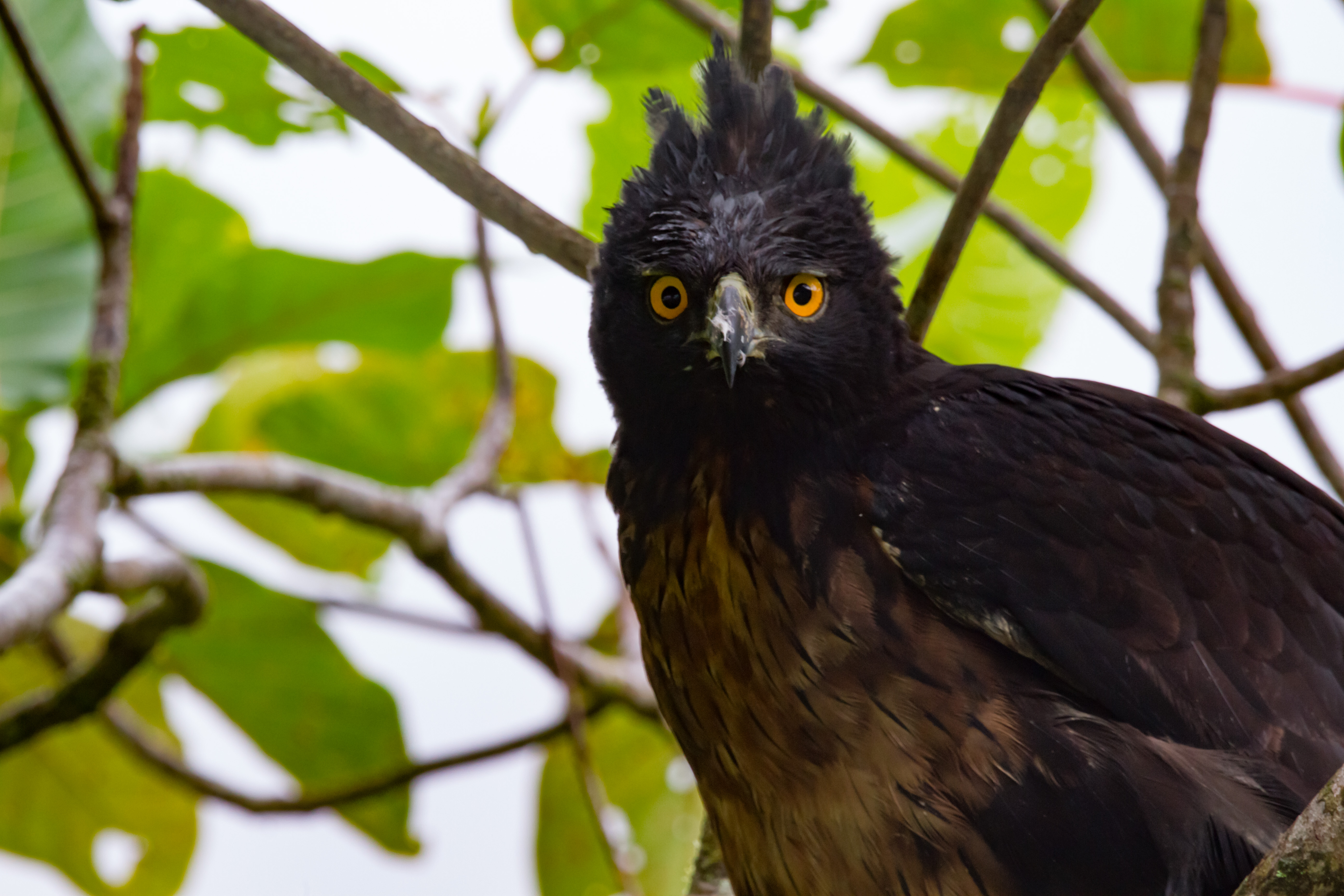 Black-and-Chestnut Eagle