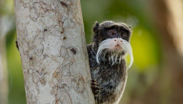 Manu vs. Tambopata: ¿Cuál es el viaje ideal para ti?