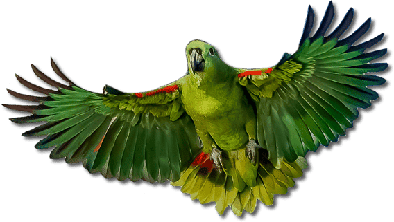 Amazon Parrot Amazon Parrot