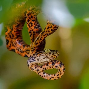 Amazon Tree Boa