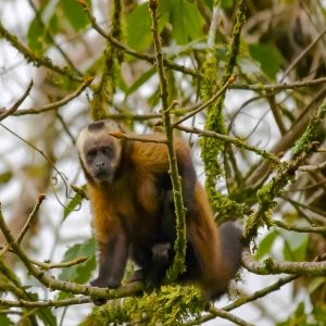 Black-capped capuchin