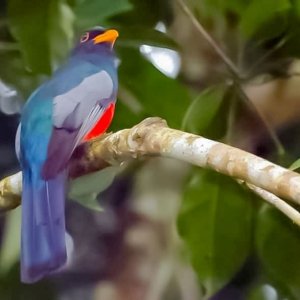 Black-tailed trogon