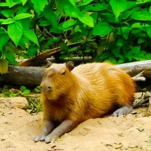 Capybara