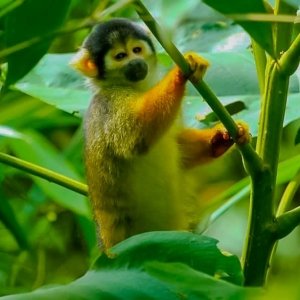 Common squirrel monkey