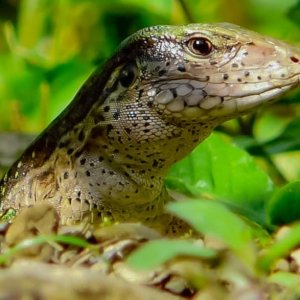 Giant ameiva