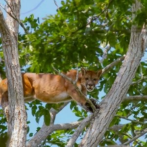 Mountain Lion