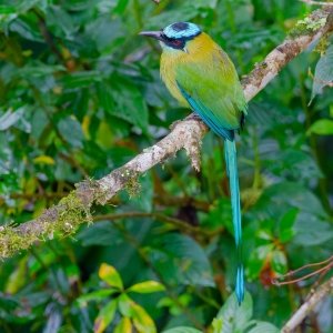 Andean Motmot