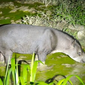 Brazilian Tapir