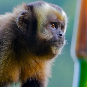Brown Capuchin Monkey