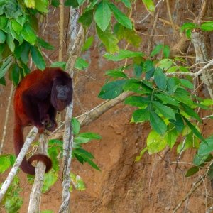 Read Howler Monkey