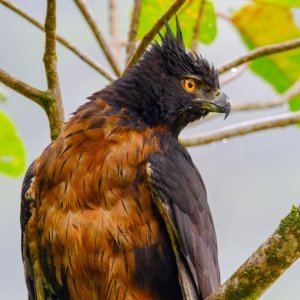 Black-and-chestnut eagle