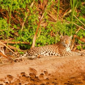 Jaguar in Manu National Park Peru