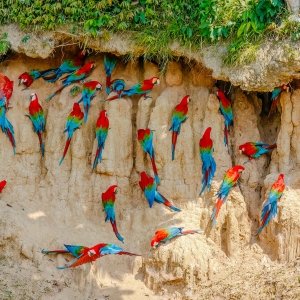Manu Park Macaw Clay Lick in Peru