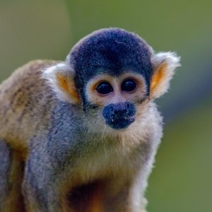Capped Squirrel Monkey