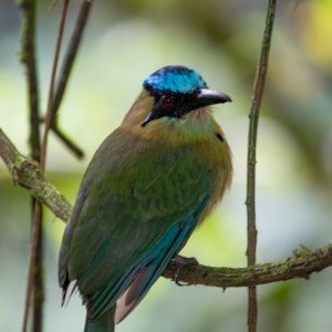 Andean motmot