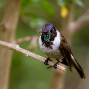 Bearded mountaineer Hummingbird