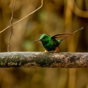 Booted racket-tail Hummingbird