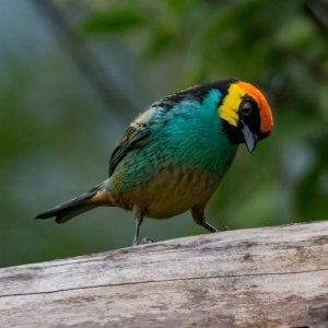 Saffron-crowned tanager
