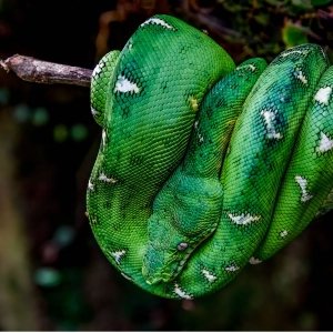 Emerald tree boa