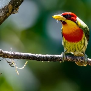 Lemon-throated barbet