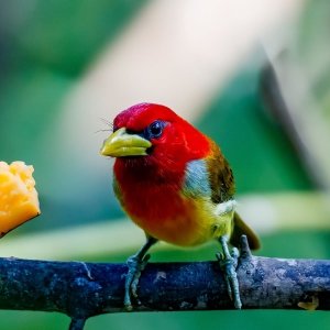 Scarlet-hooded barbet