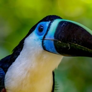 White-throated toucan