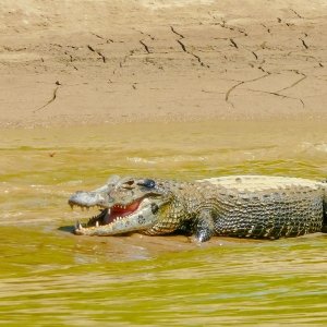 Black Caiman in Manu River