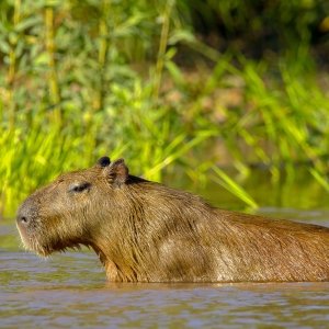 Capybara in Manu National Park