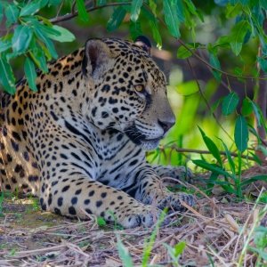 Jaguar in Manu Reserved Zone