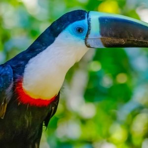 White-throated toucan