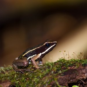 Allobates femoralis
