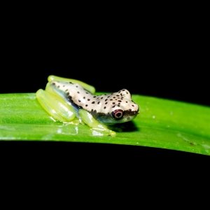 Dendropsophus