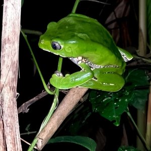 Filomedusa de Vaillant