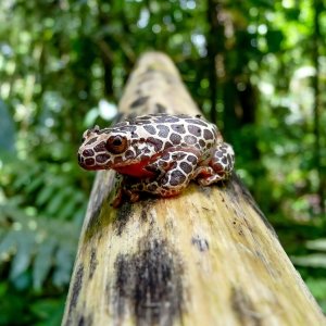 Giraffe Clown Tree frog