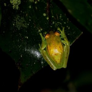Polka dot tree frog