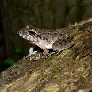 Rain frog