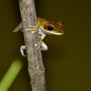 Rocket Tree frog