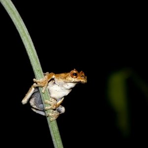 Sarayacu Tree Frog