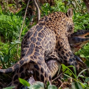 caiman-jaguar attack