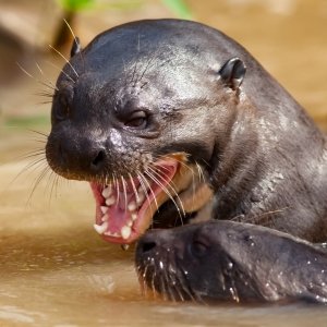 Giant Otter