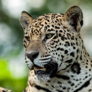 Jaguar in Pantanal