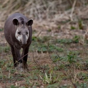 Tapir
