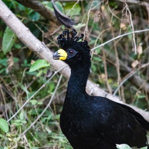 Bare-faced curassow