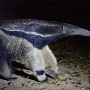 Giant Anteater